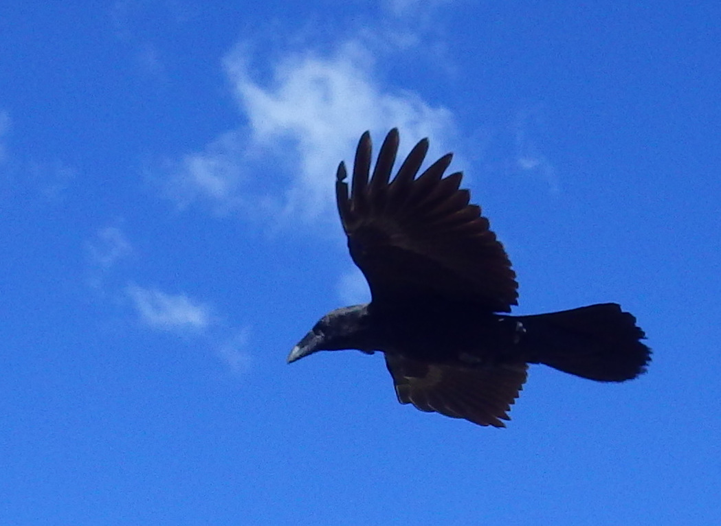 Raven flyover